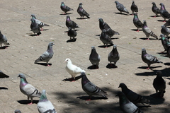 Columba livia domestica