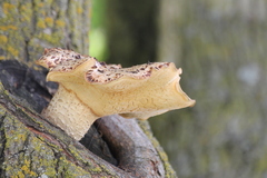 Cerioporus squamosus