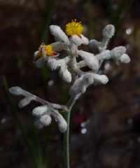 Lophiola aurea