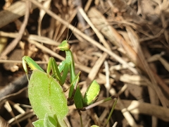 Sphodromantis viridis