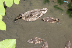 Anas platyrhynchos
