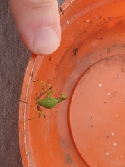 Sphodromantis viridis