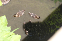 Anas platyrhynchos