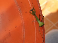 Sphodromantis viridis