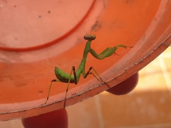 Sphodromantis viridis