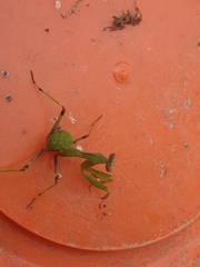 Sphodromantis viridis