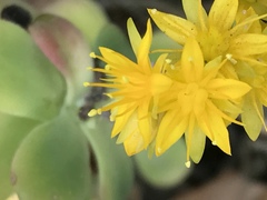 Sedum palmeri