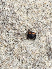 Spilodiscus arcuatus