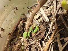 Sphodromantis viridis