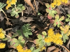 Sedum palmeri