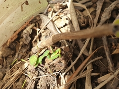 Sphodromantis viridis