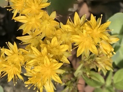 Sedum palmeri