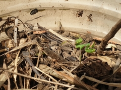 Sphodromantis viridis