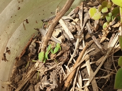 Sphodromantis viridis