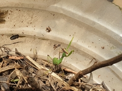 Sphodromantis viridis