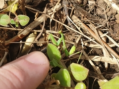 Sphodromantis viridis