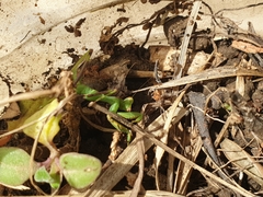 Sphodromantis viridis