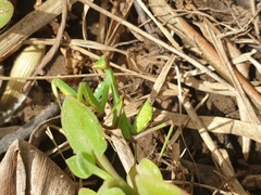 Sphodromantis viridis