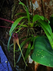 Bulbophyllum biflorum