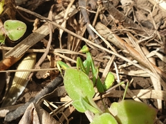 Sphodromantis viridis