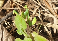Sphodromantis viridis