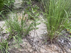 Asclepias tomentosa