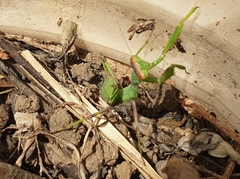 Sphodromantis viridis