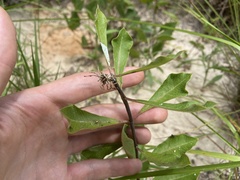 Asclepias tomentosa