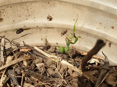 Sphodromantis viridis