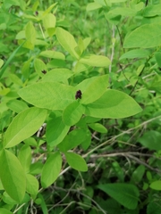 Lonicera chamissoi