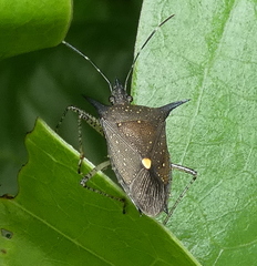 Proxys albopunctulatus