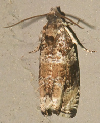 Olethreutes appendiceum