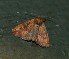 Perigea xanthioides