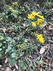 Packera coahuilensis