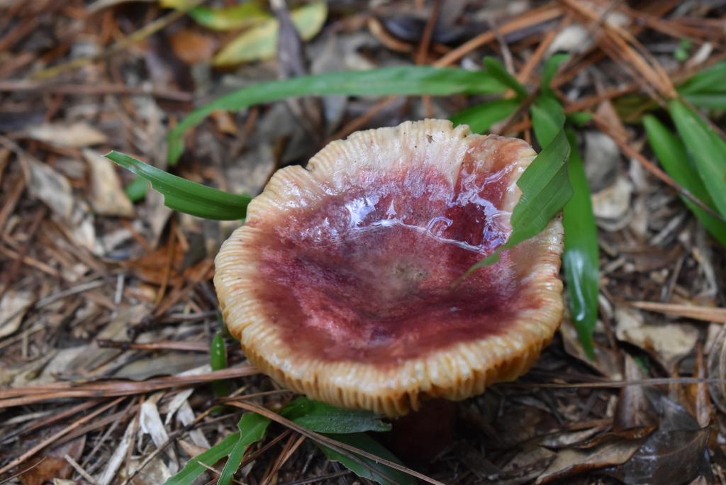 Russula xerampelina