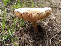 Agaricaceae