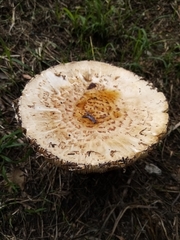 Agaricaceae