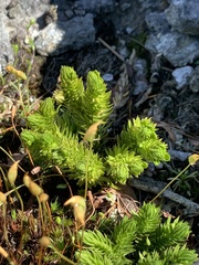 Huperzia appressa