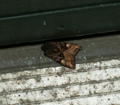Euplexia