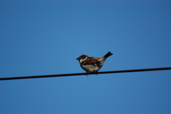 Passer domesticus