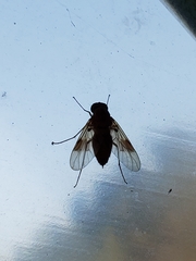 Chrysopilus quadratus