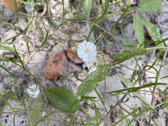 Stylisma pickeringii pattersonii