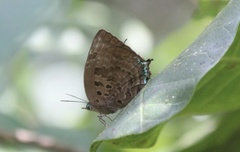 Arhopala centaurus