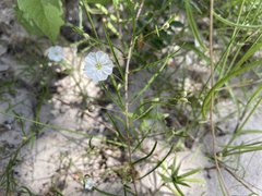 Stylisma pickeringii pattersonii