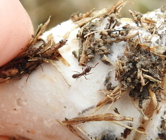 Ponerinae