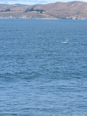 Eschrichtius robustus