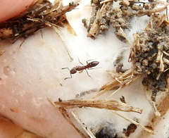 Ponerinae