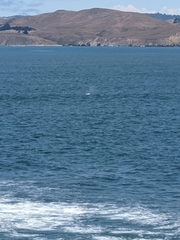 Eschrichtius robustus