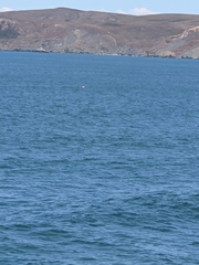 Eschrichtius robustus