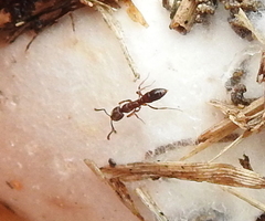 Ponerinae